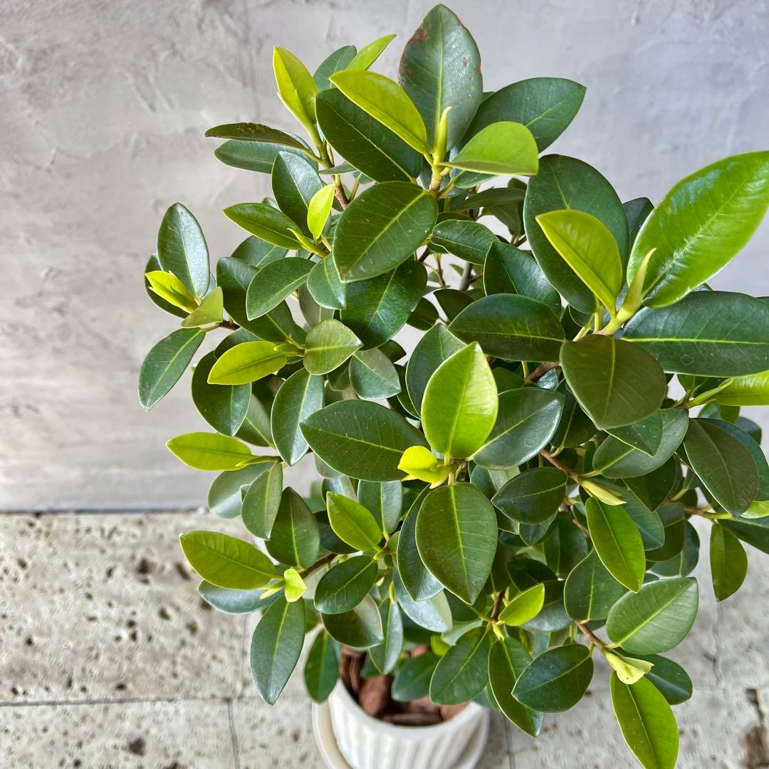 ハリー　大型　フランスゴムの木　螺旋仕立て　陶器鉢　植え込み発送