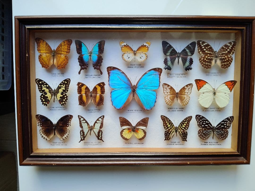 モルフォ 蝶 昆虫 標本 アート インテリア アンティーク 額装 額入り
