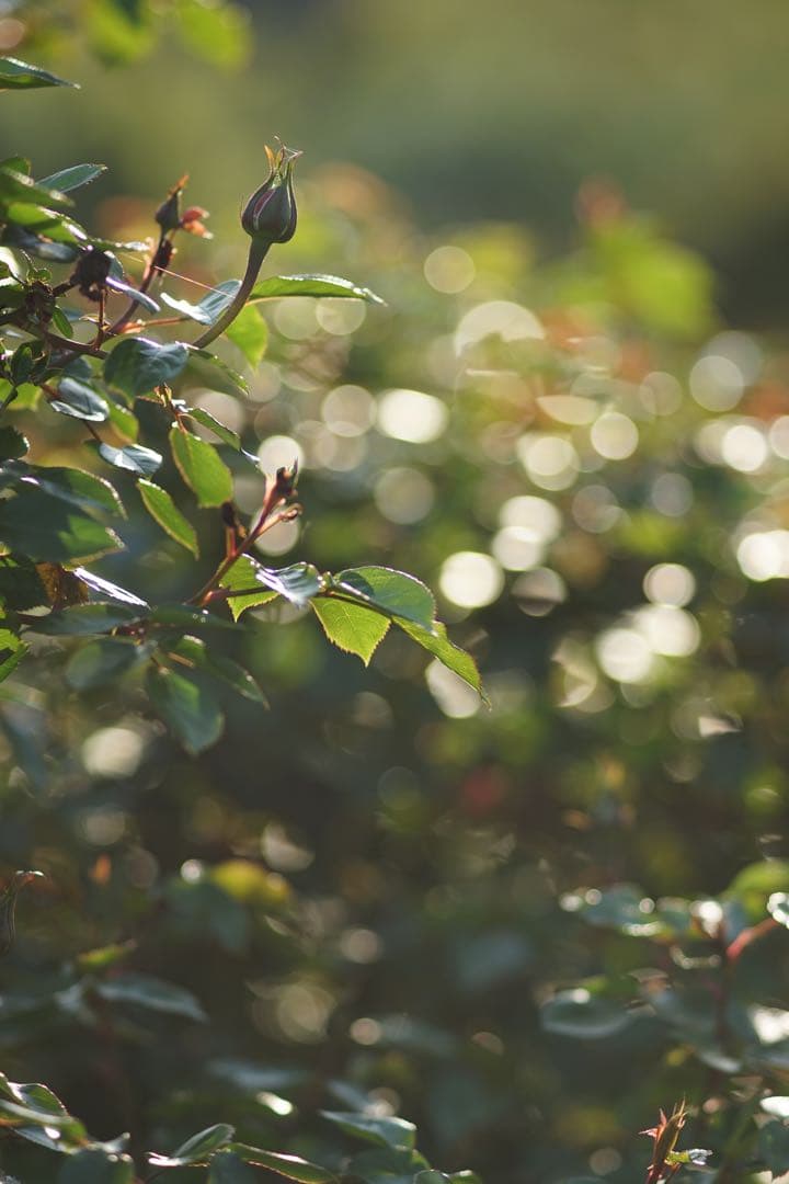 作例付き　日本光学　NIKON AUTO 135mm F2.8 管mpr