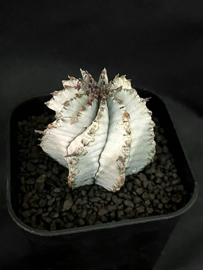 翠*緑様 ユーフォルビア ホリダ スーパーホワイト 極白 SSSランク カキ子