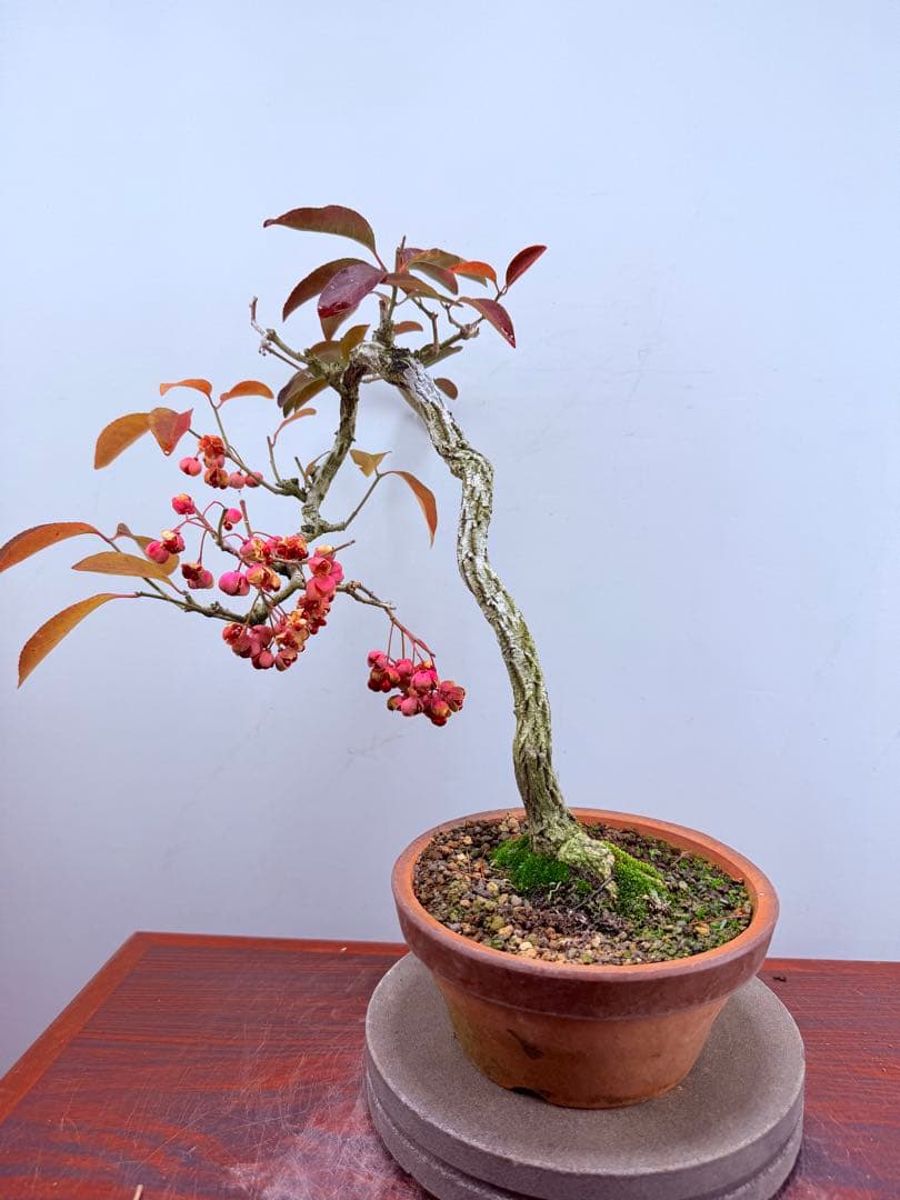 【ガチ盆栽】真弓　マユミ　文人幹