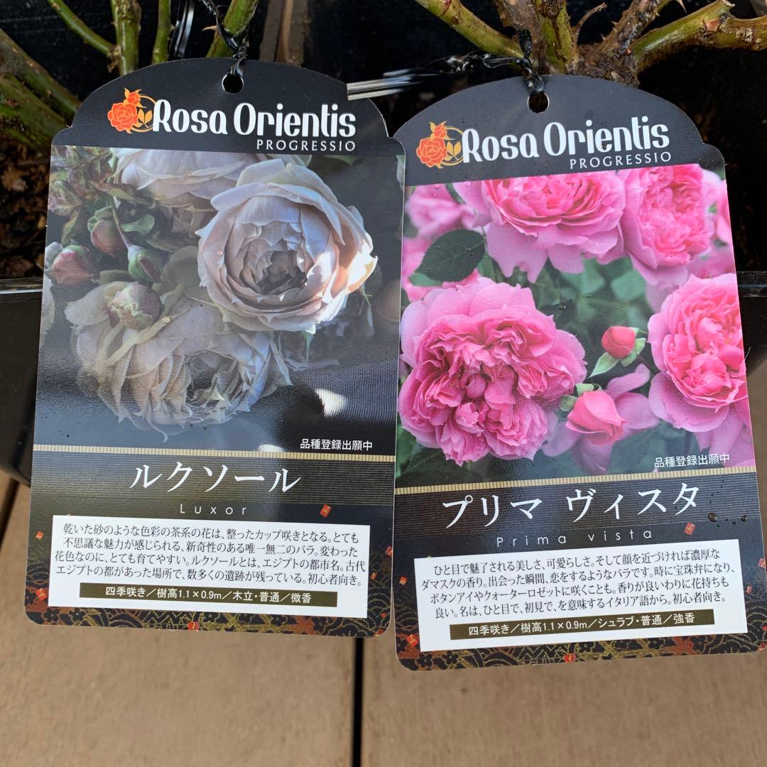 ルクソール & プリマ ヴィスタ バラ苗 接木大苗 6号鉢 正規品 薔薇 苗
