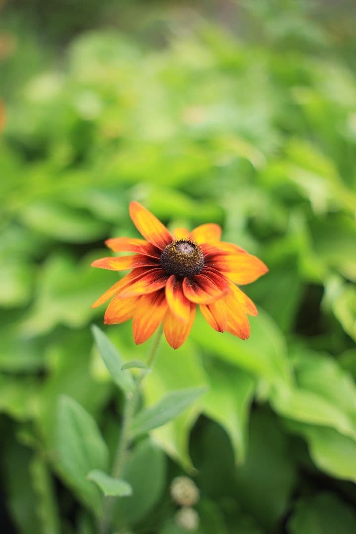 YASHICA AUTO YASHINON-DX 50mm F1.7 光学美品