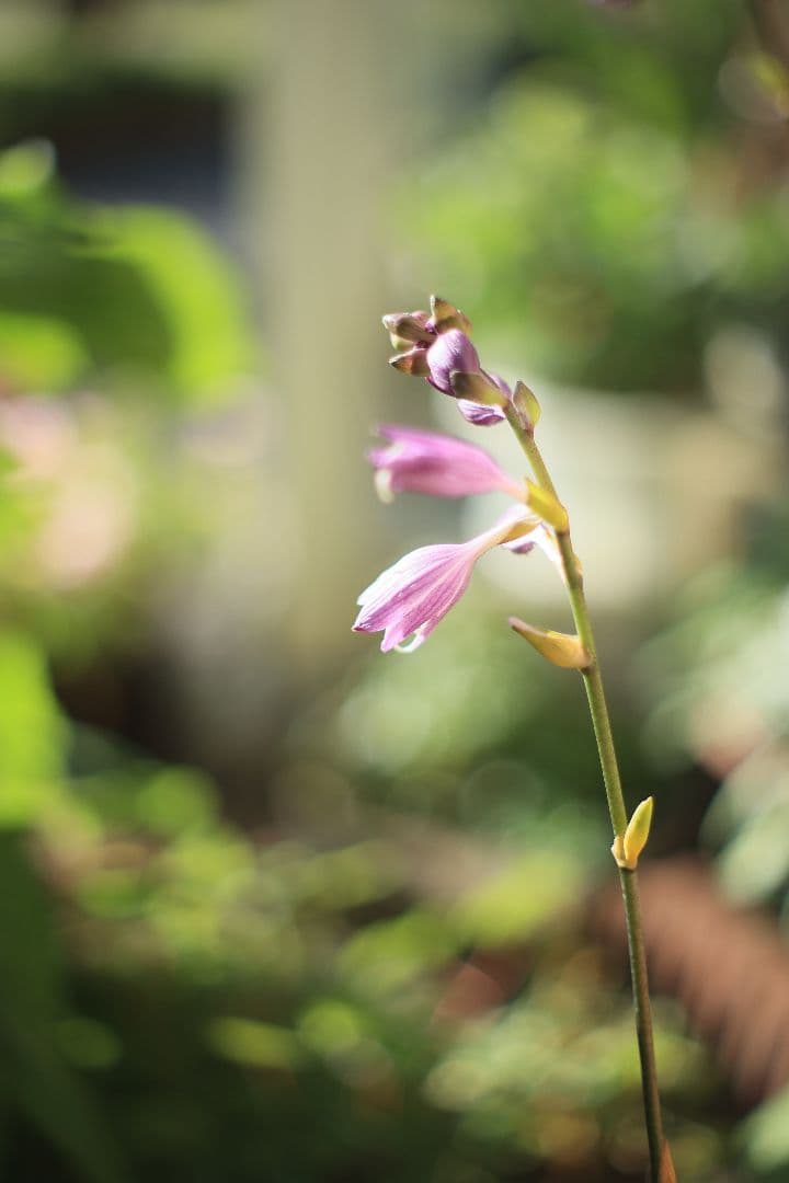 YASHICA AUTO YASHINON-DX 50mm F1.7 光学美品