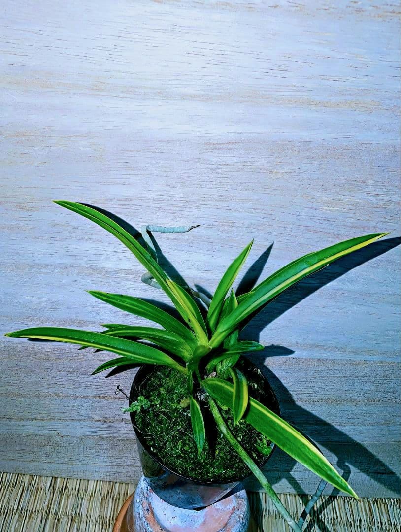 富貴蘭　建国錦