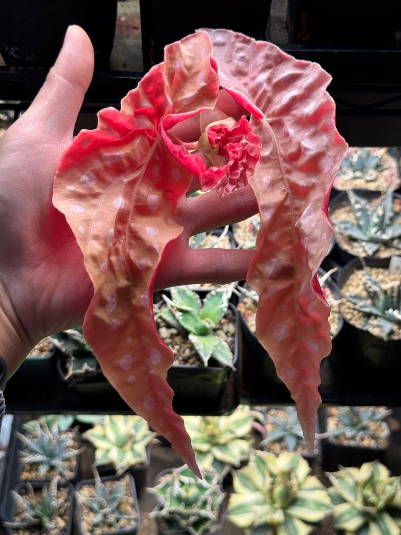 m*a様 ベゴニア マクラータ 斑入り　発根管理