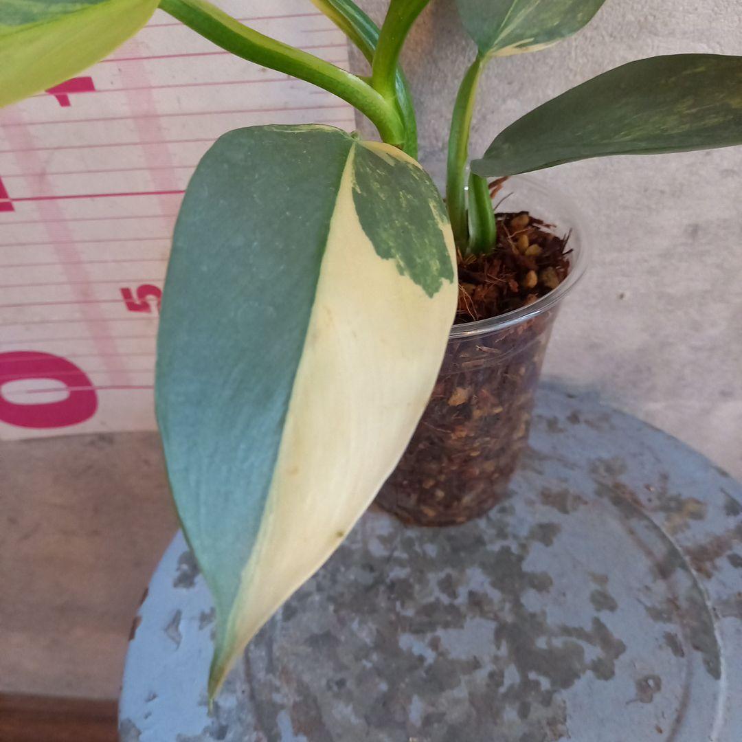 超希少 フィロデンドロン　シルバーソード斑入 (ハスタータム斑入)