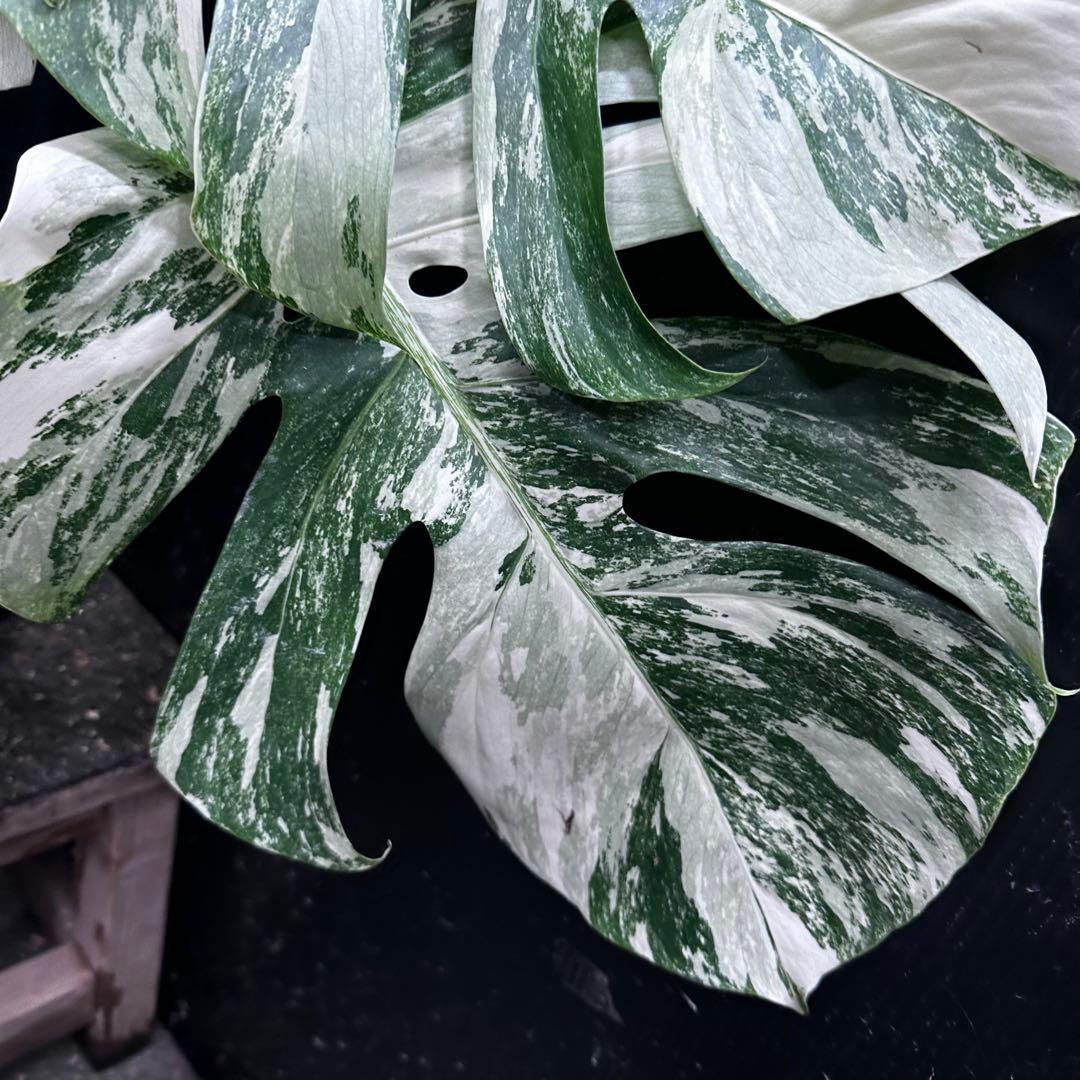 N*e様 斑入りモンステラ ホワイトタイガー極美大株58cm白斑多