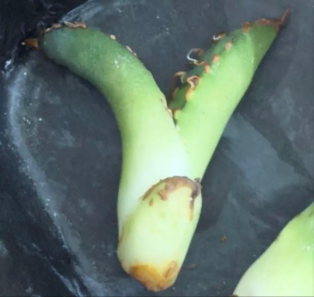 ま*ん様 アガベ　スーパーチタノタ　カクタスグリーン産　OC