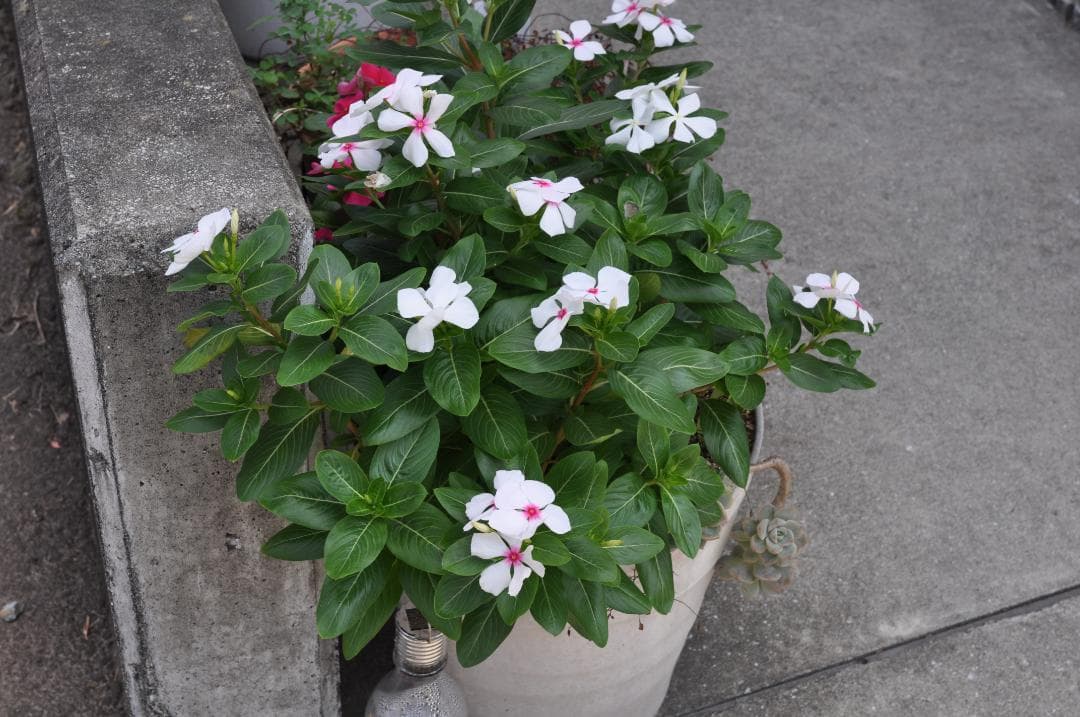 【箱付き】シグマ SIGMA 35mm F1.4 DG HSM Art ニコン用