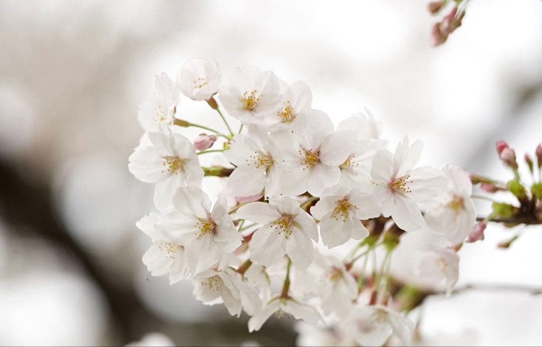 レンズ(ズーム) CANON EF 70-200 F4L IS USM