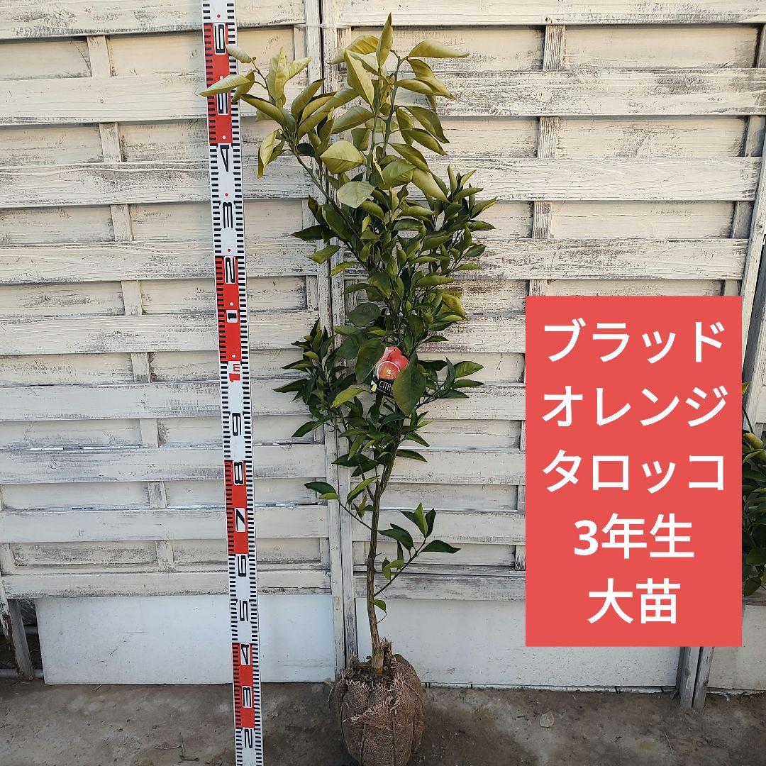 ブラッドオレンジ タロッコ 3年生 大苗