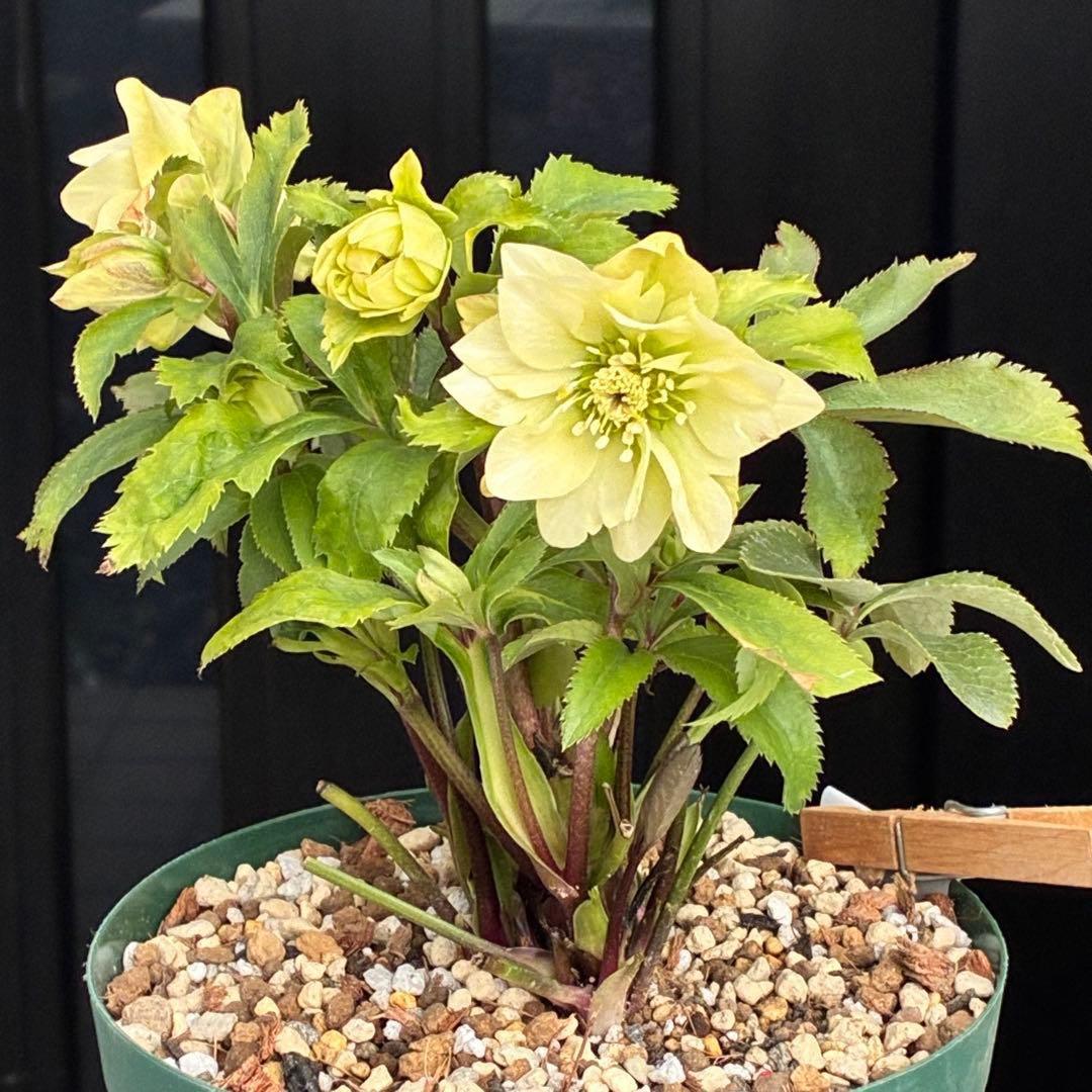 ま*️様 3486☘️蕾花タグ付き☘️⭐️マイクロヒデコート⭐️小輪⭐️コンパク