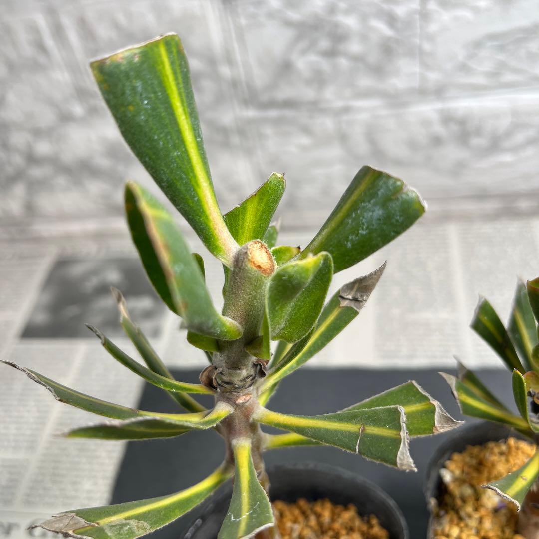 スペシャルピンクアイス　２苗　No.1 No.2 No.3