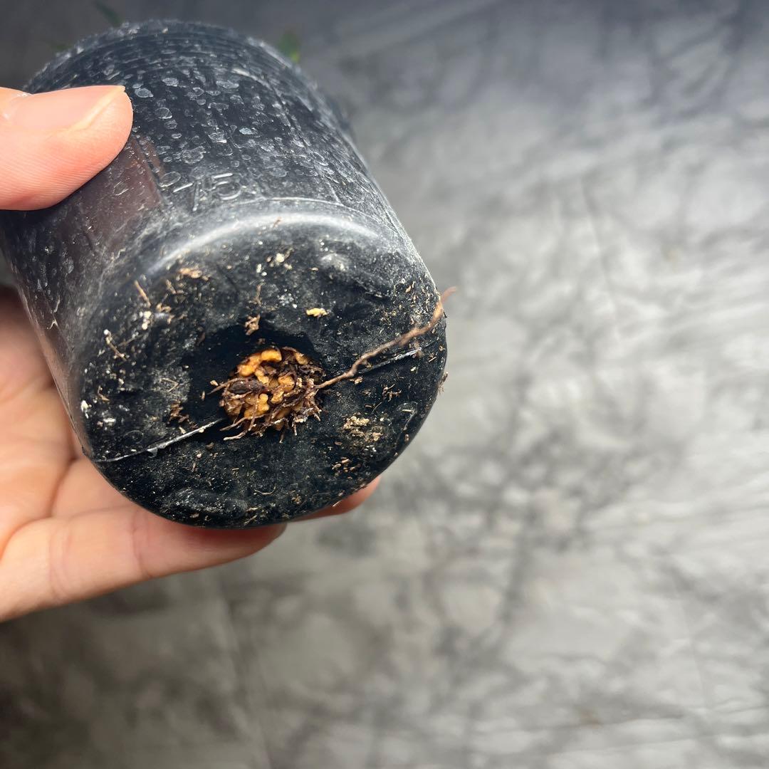 スペシャルピンクアイス　２苗　No.1 No.2 No.3