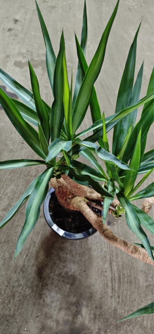 ユッカ 観葉植物 曲がった幹