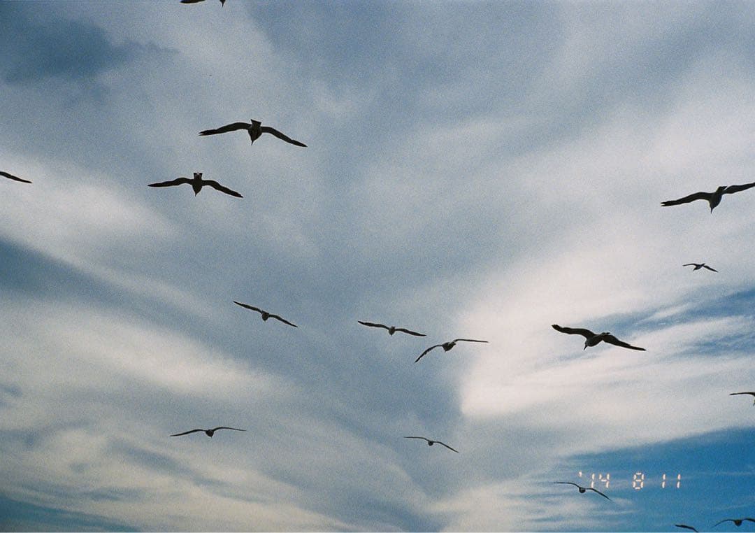 CONTAX T2 データパック 専用ケース付属