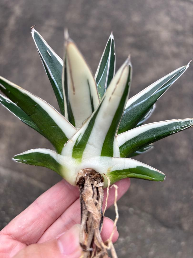 アガベ　氷山　大株　変わり斑