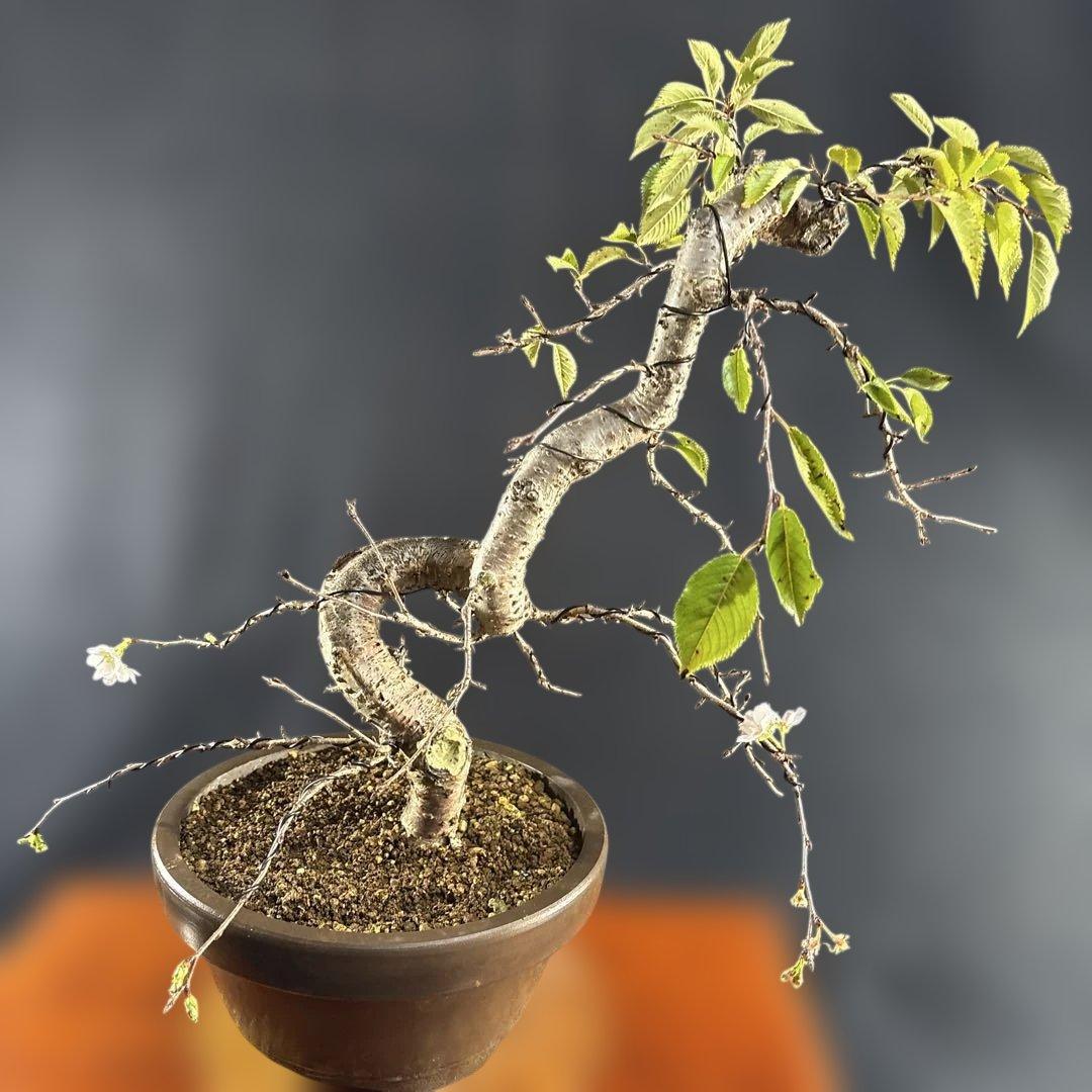 中品盆栽、十月桜、斜幹模様木、花、花芽付き やや傷や汚れあり　ノリ典　