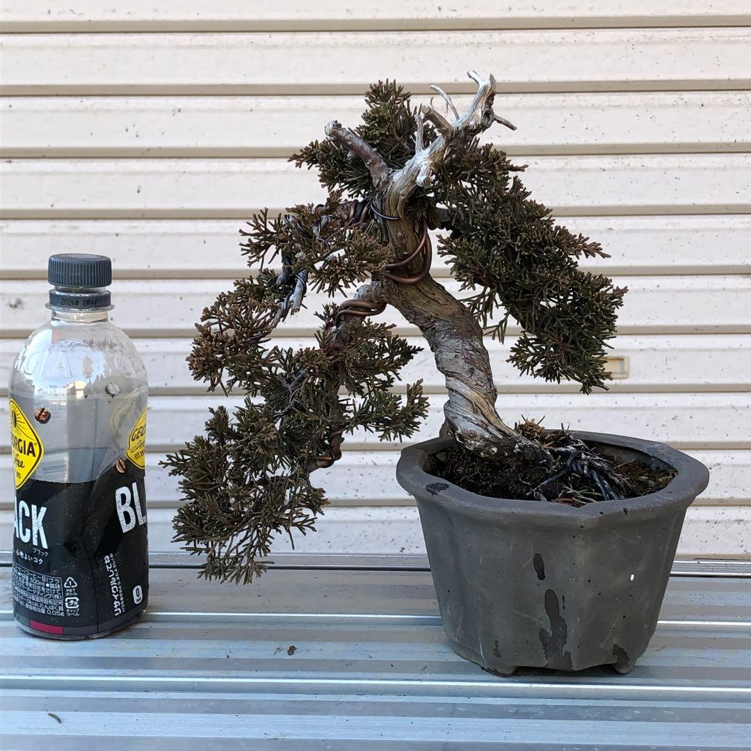 糸魚川真柏盆栽