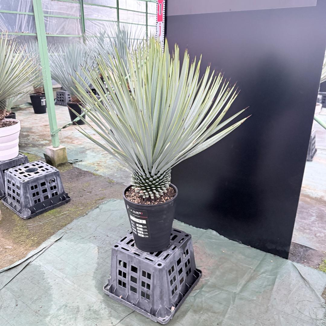 ノ*リ様 【AL1143】ユッカ　ロストラータ　24cm鉢