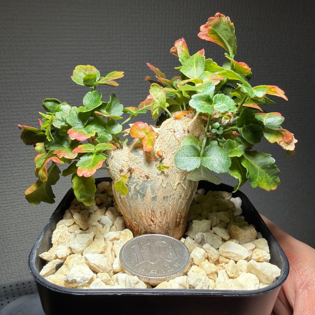 【最終値下げ】ブルセラ・ファガロイデス　国内実生　特選株　作り込み株