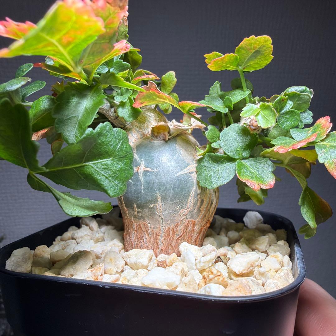 【最終値下げ】ブルセラ・ファガロイデス　国内実生　特選株　作り込み株