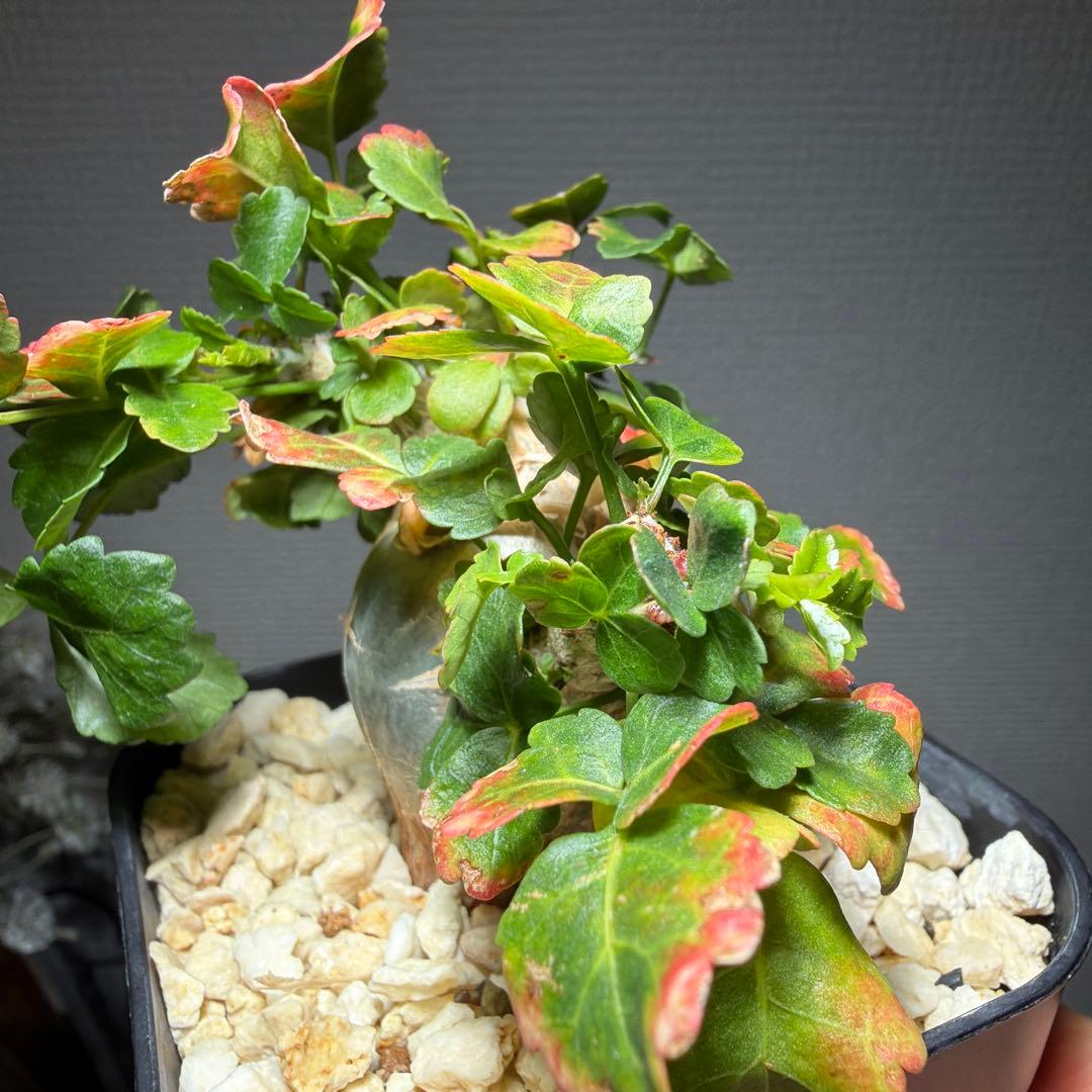 【最終値下げ】ブルセラ・ファガロイデス　国内実生　特選株　作り込み株