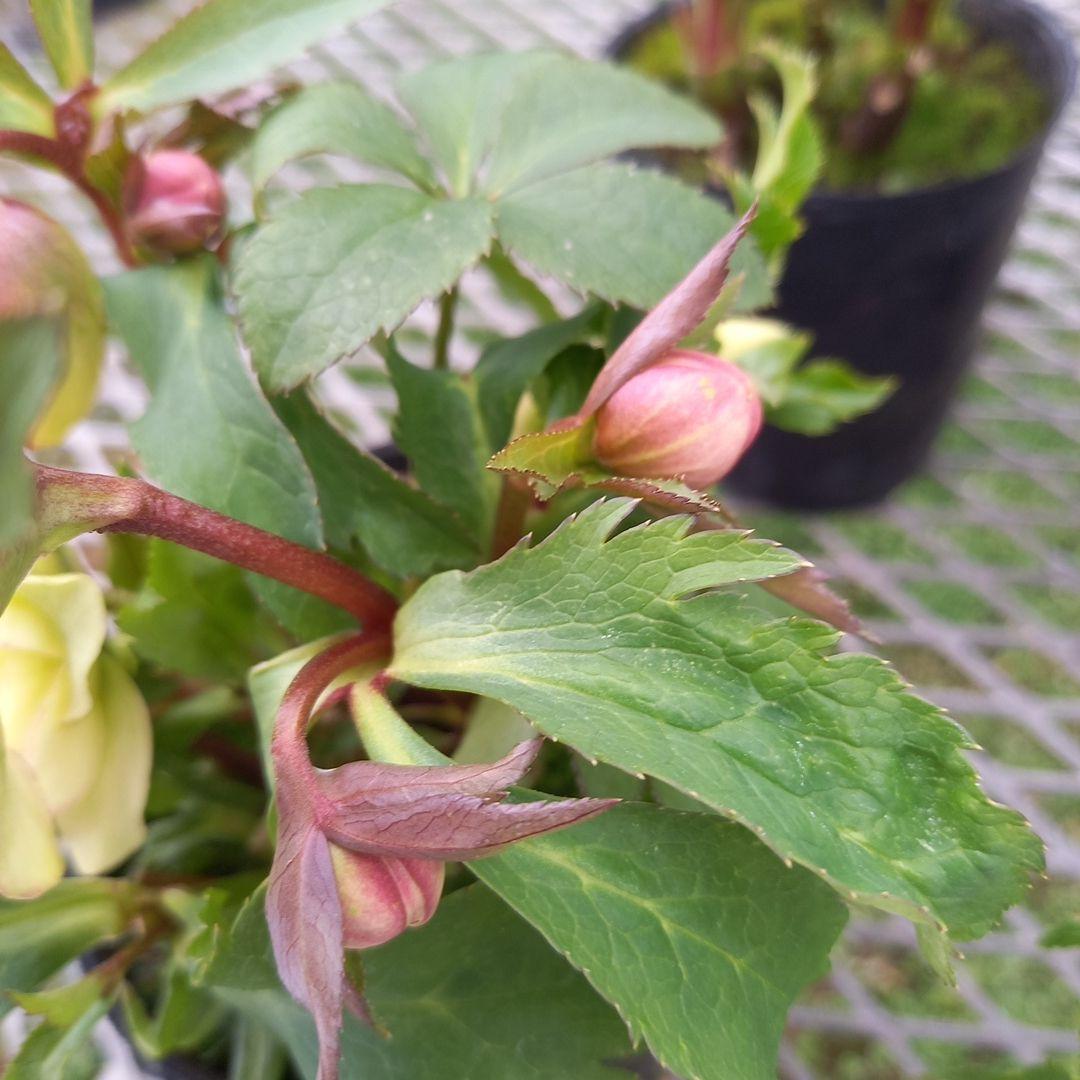 可愛いお花畑♪春色♪4個セット！クリスマスローズ、苗、開花株