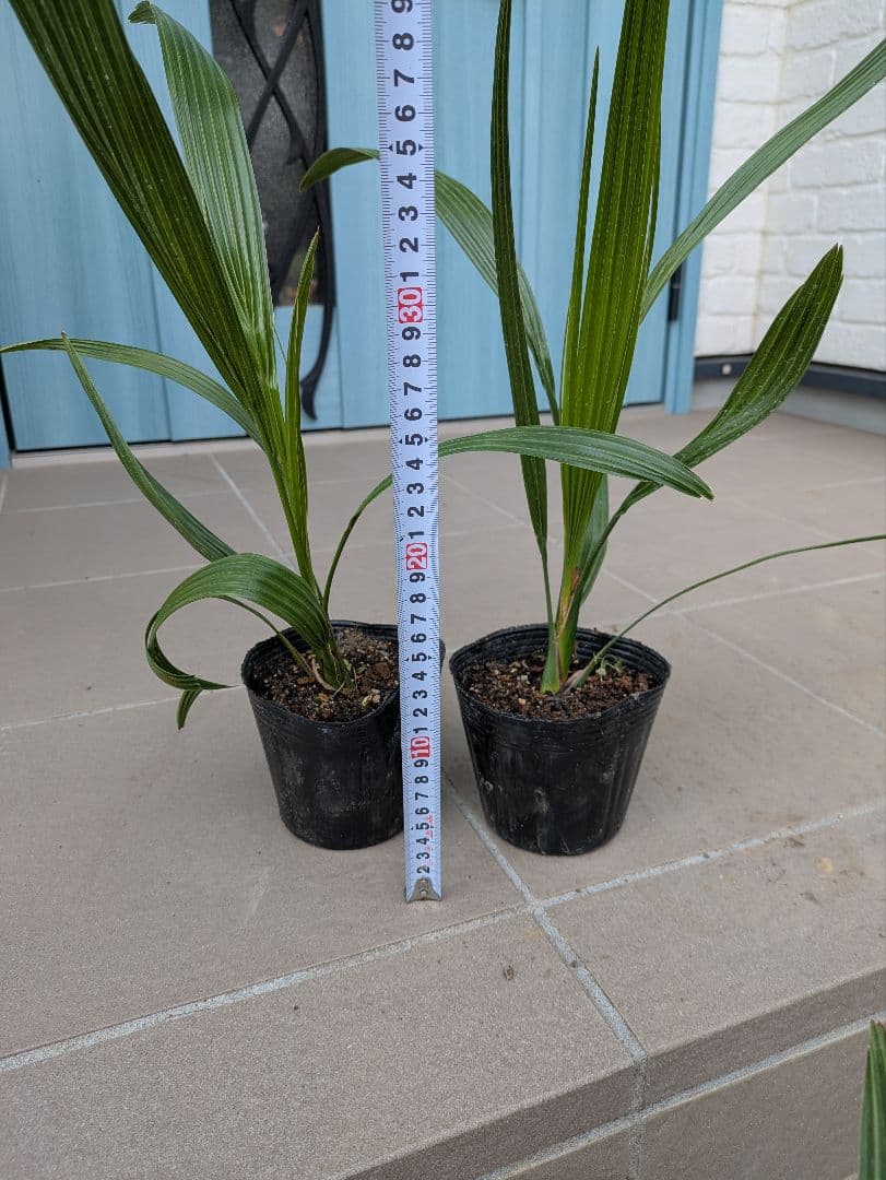 値引きセール！フェニックス カナリーヤシ 苗 50株セット　30cm