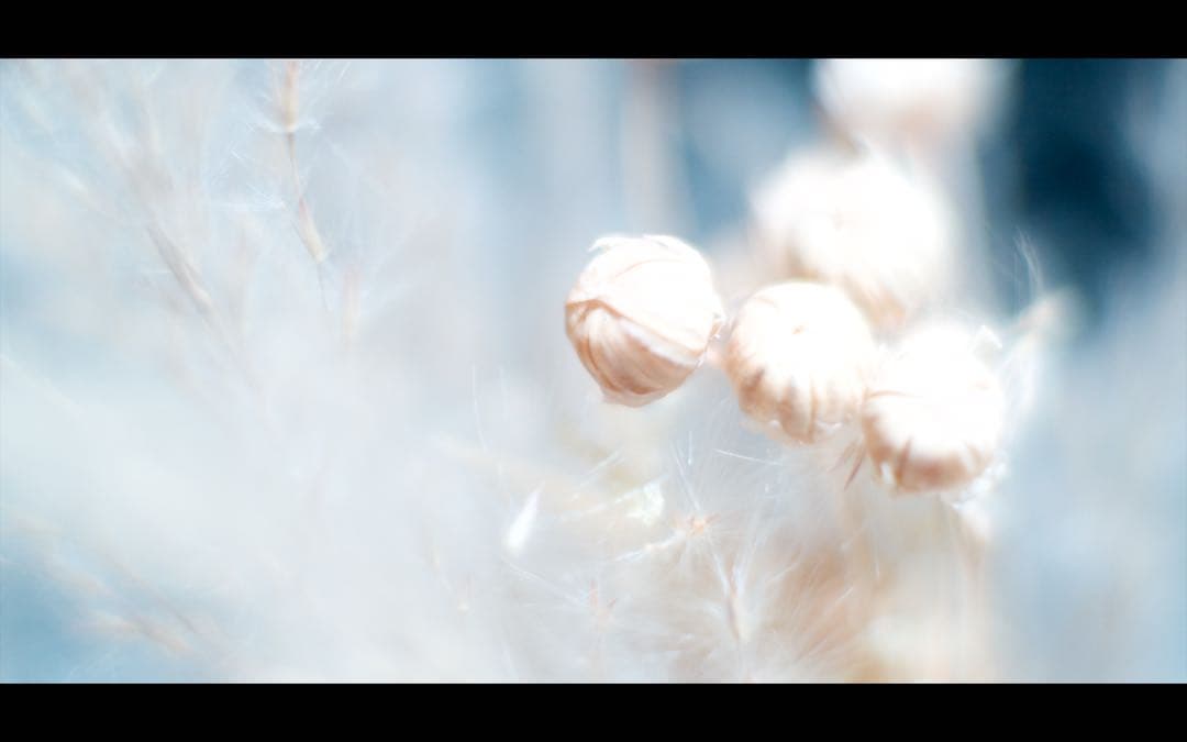 Canon 50mm f1.4 L39 ライカスクリューマウント