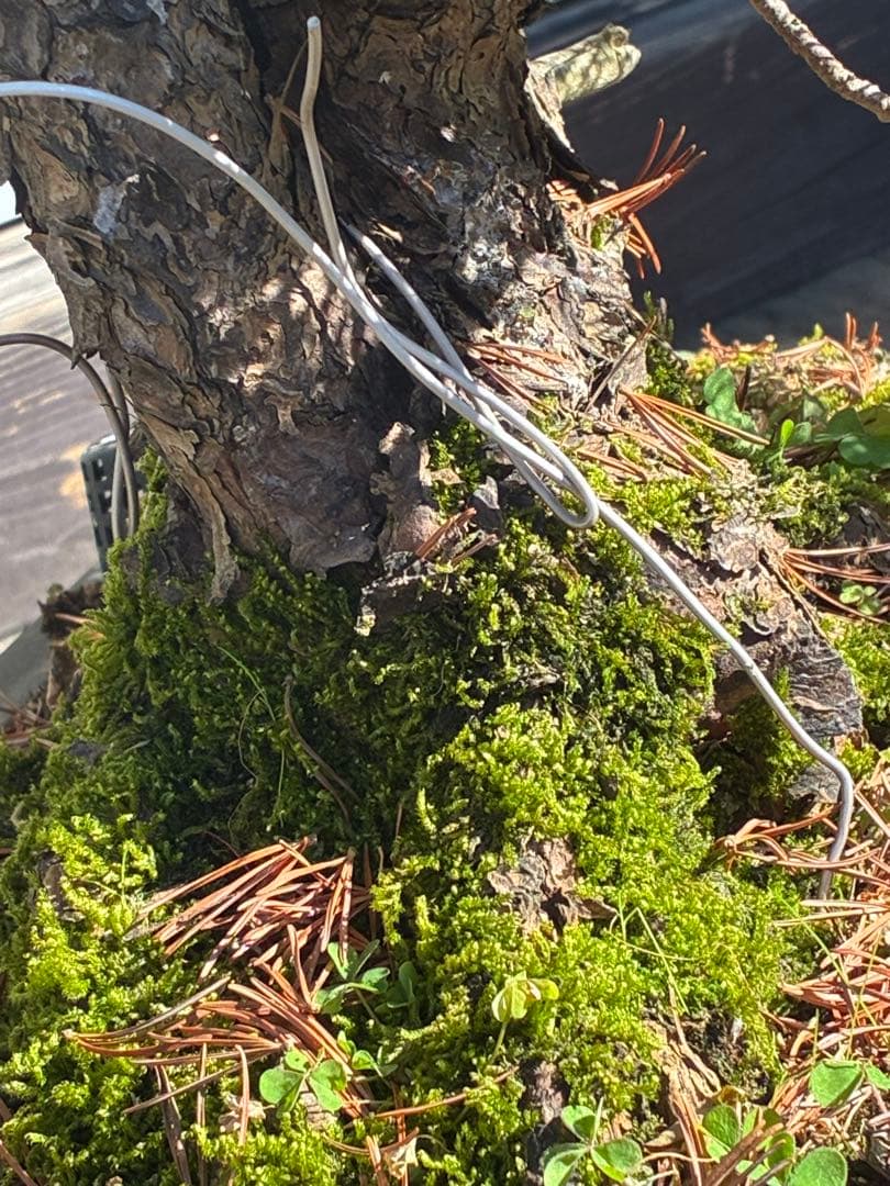 安*重様 ★盆栽★ 赤石五葉松　E-22 樹齢70年以上　★愛媛県より発送★