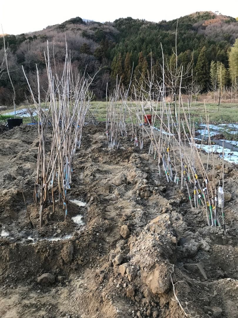 lechenaultia623種3株