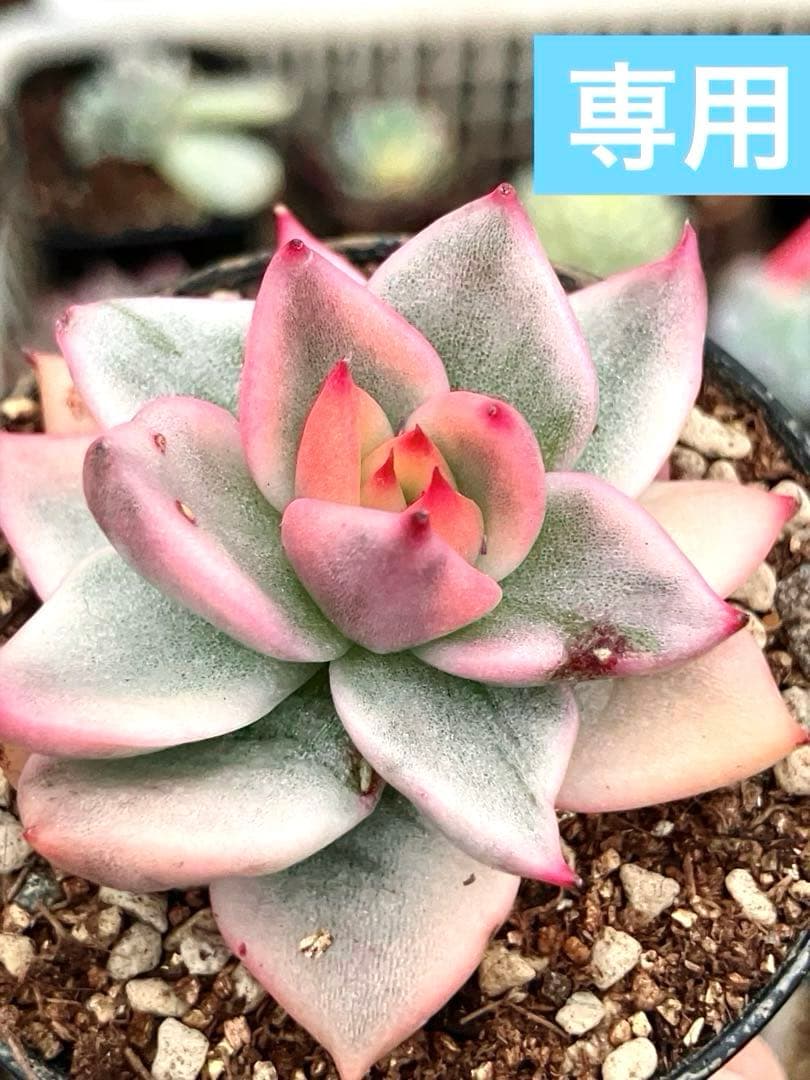 専用　マクライジング錦　紫麗殿錦　フローレンス錦×2 ピンクルビー錦