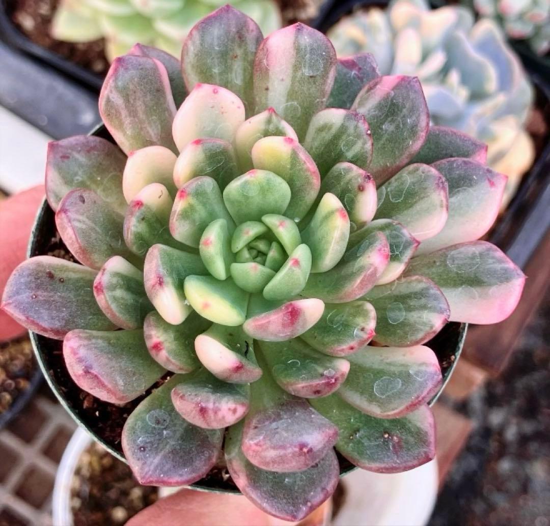 専用　マクライジング錦　紫麗殿錦　フローレンス錦×2 ピンクルビー錦