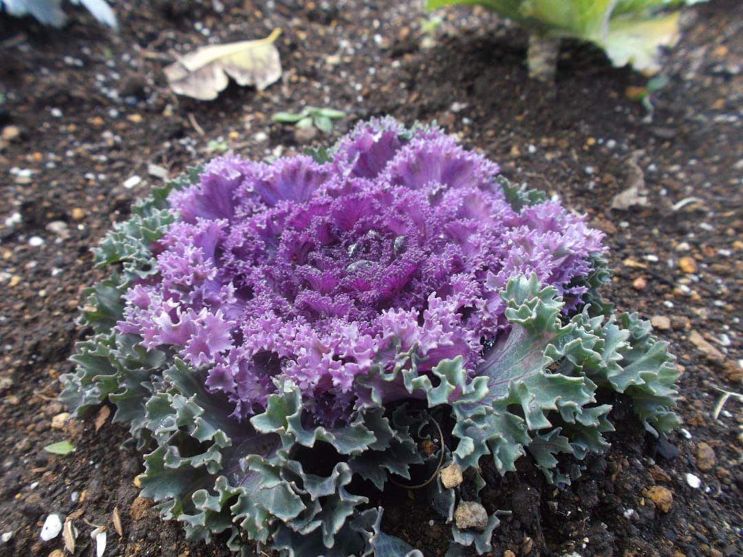 実写美⭕️良品【動作確認済み】FUJIFILM FINEPIX JX500