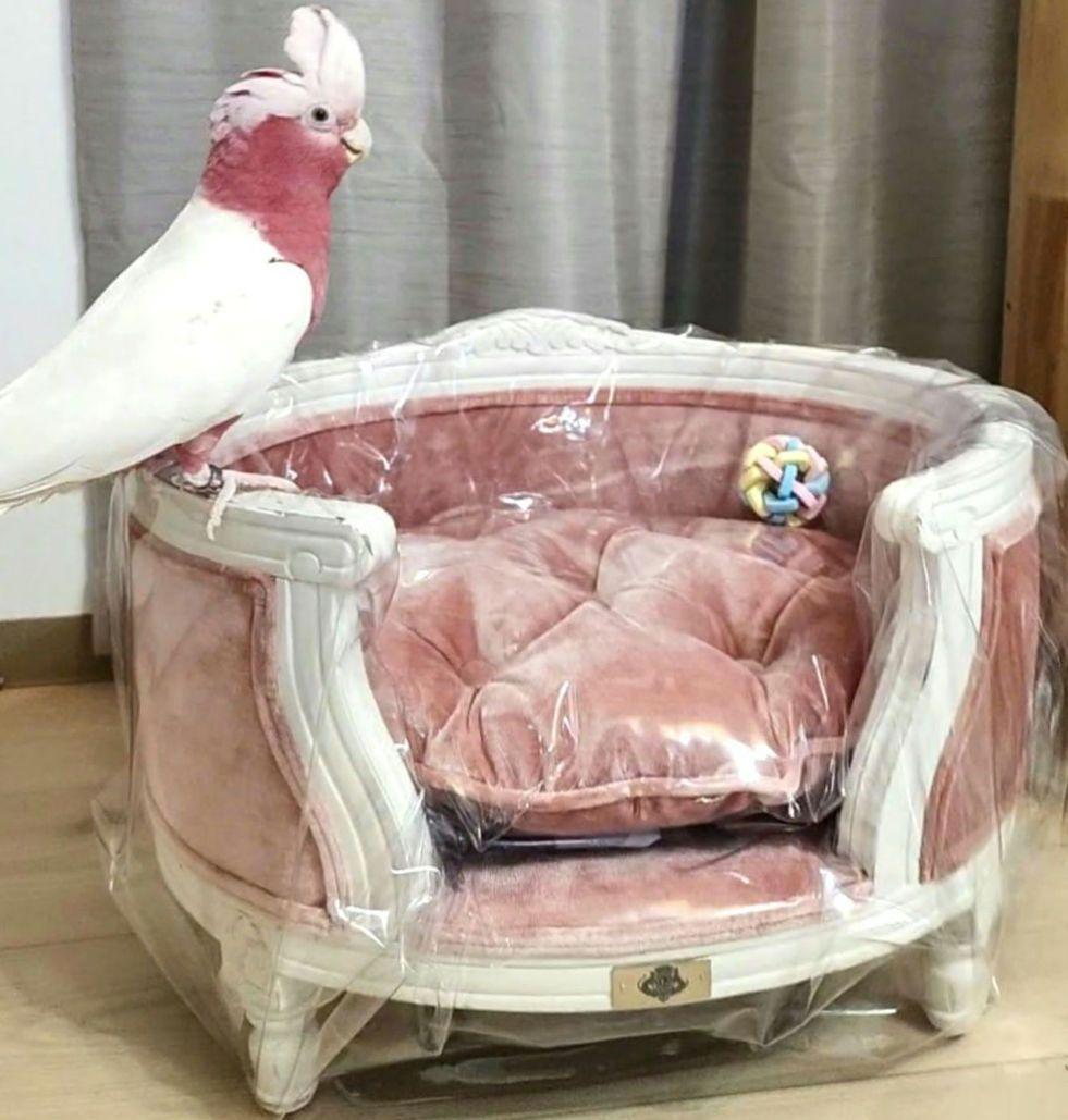 高級 フレンチ ロココ ミニ ソファー 飾り スーパードルフィー 子供 ペット