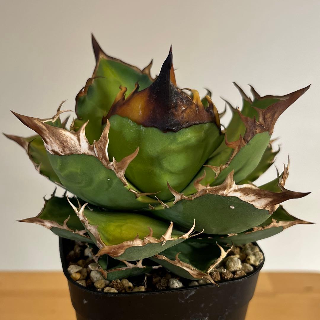 アガベチタノタ白牛犀　現品鉢ごと発送