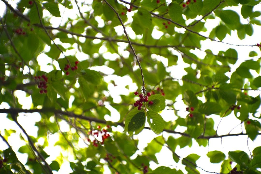 フィルムカメラ Nikon S2 / NIKKOR-S (.C) 50mm F1.4