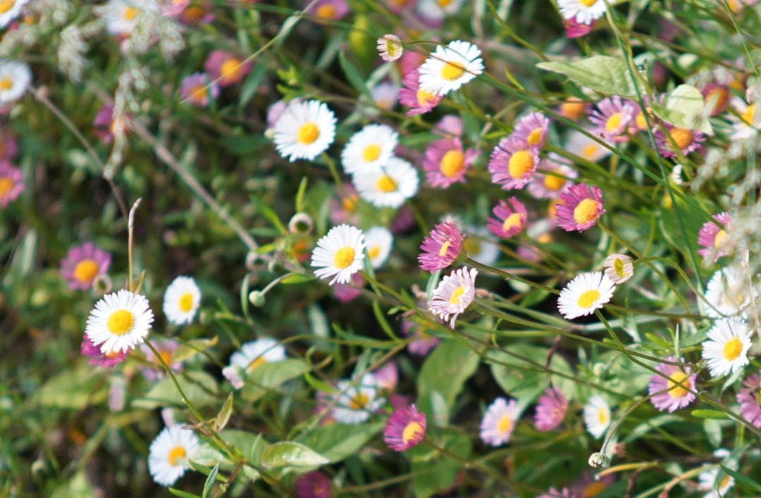 フィルムカメラ Nikon S2 / NIKKOR-S (.C) 50mm F1.4