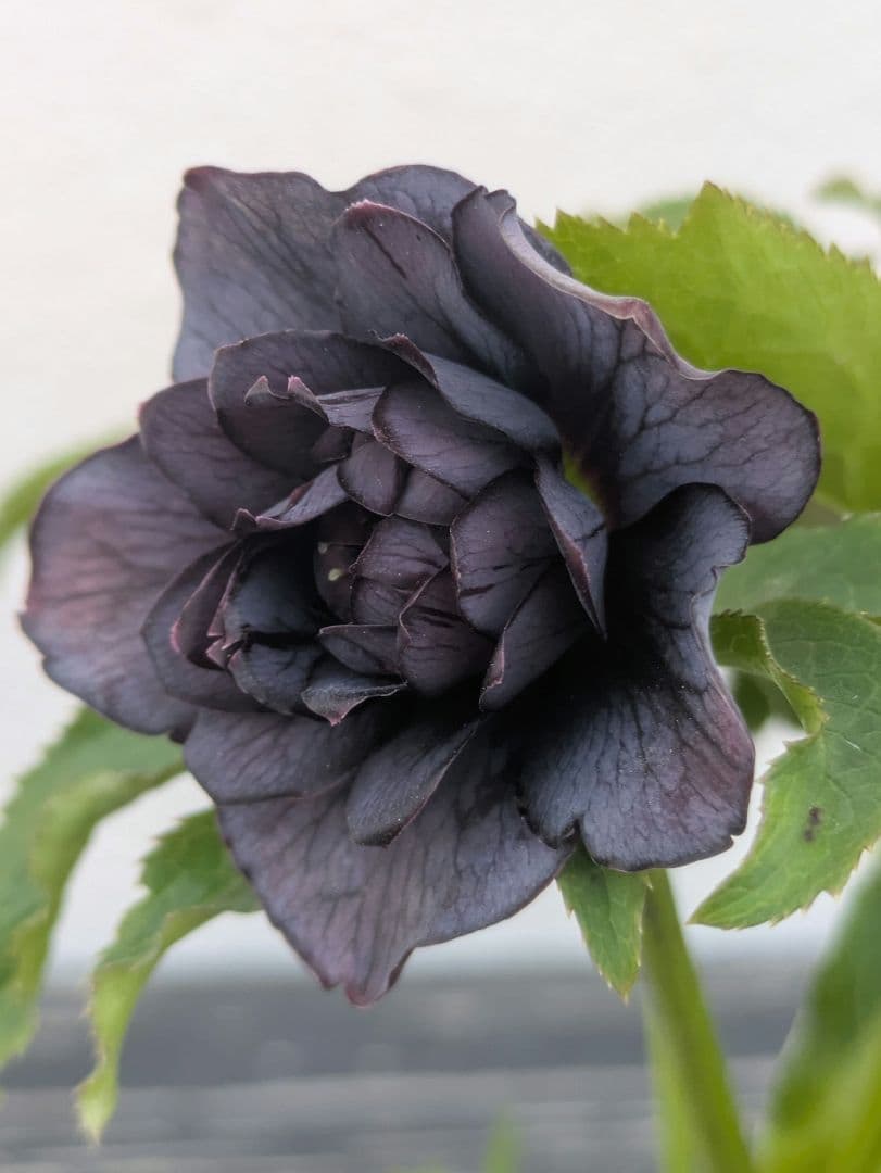 【一点物】広瀬園芸 クリスマスローズ スモーキーブラック 激シブベイン ダブル