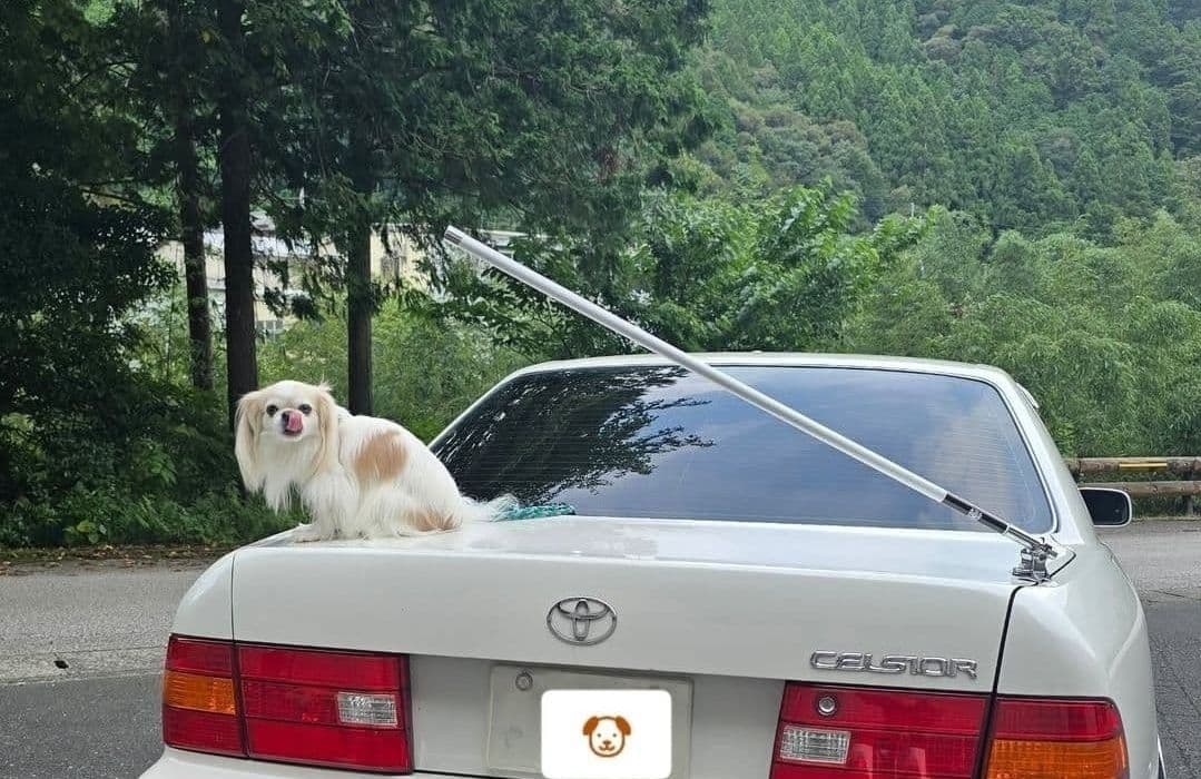 最新！送料込！VIPアンテナ白　本物ジャンクションプロデュース