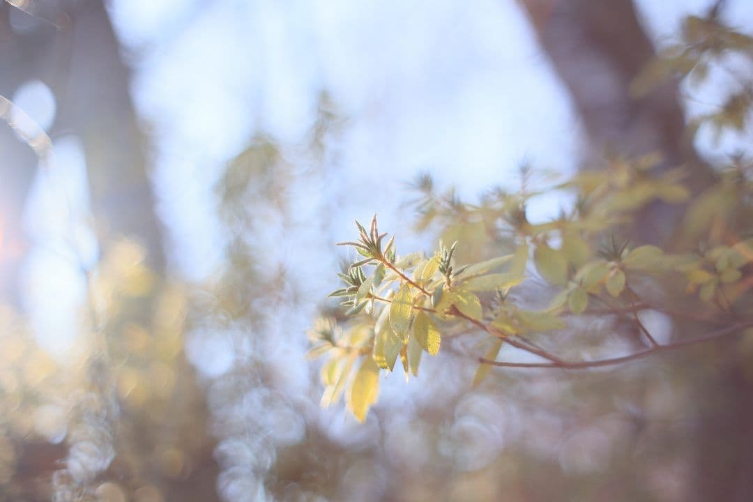 KONICA HEXANON AR 57mm F1.4 後期型 【良品】