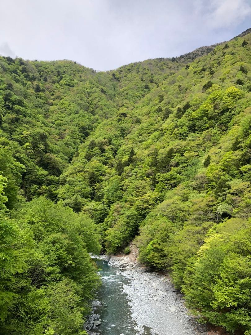 無農薬栽培の川根茶　100g×10袋 健康長寿の川根茶　農家直売　静岡茶