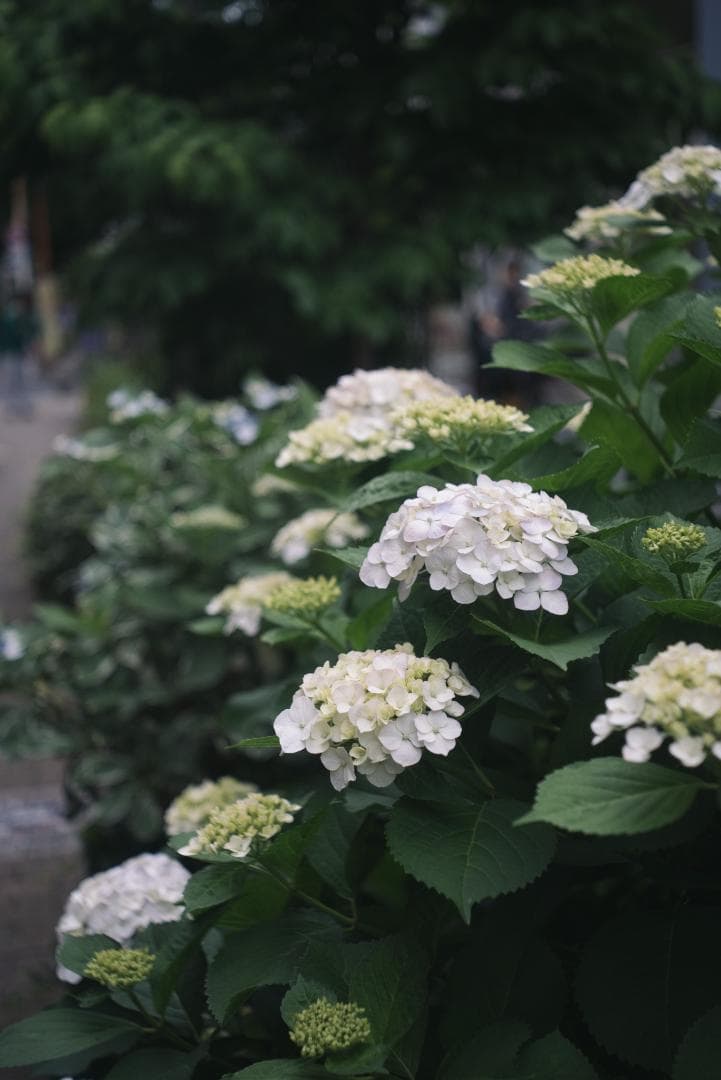 最古の交換レンズ Elmar 50mm F3.5 オールドレンズ