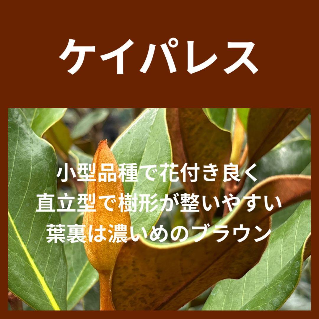 38. ケイパレス マグノリア 泰山木 タイサンボク 苗 苗木 小型品種