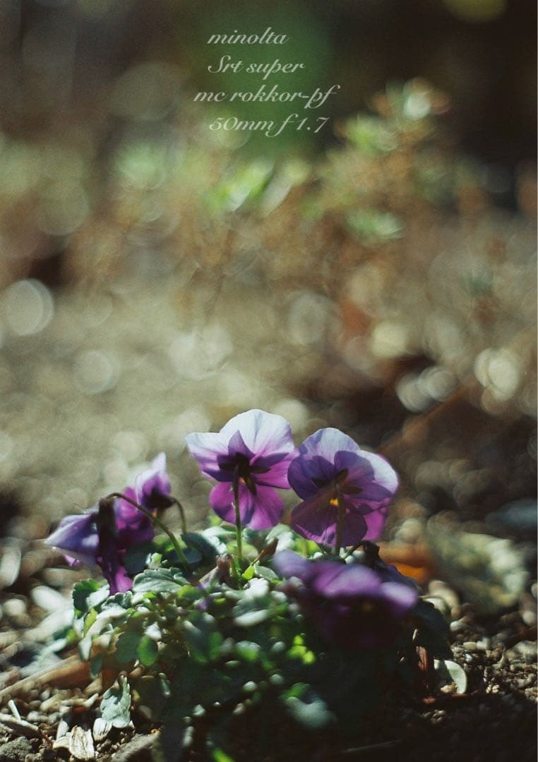 ★ミノルタ srt super＊レンズセット★完動品＊美品＊初期保証★作例多数！