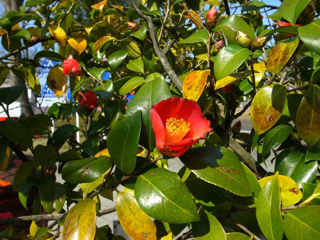 【美品】RICOH GR DIGITAL Ⅳ GRD4