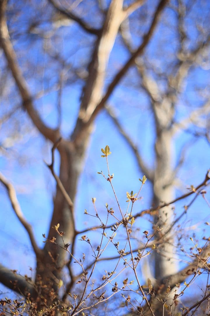 Super-Takumar 55mm F1.8 前期型 S/N：1138358