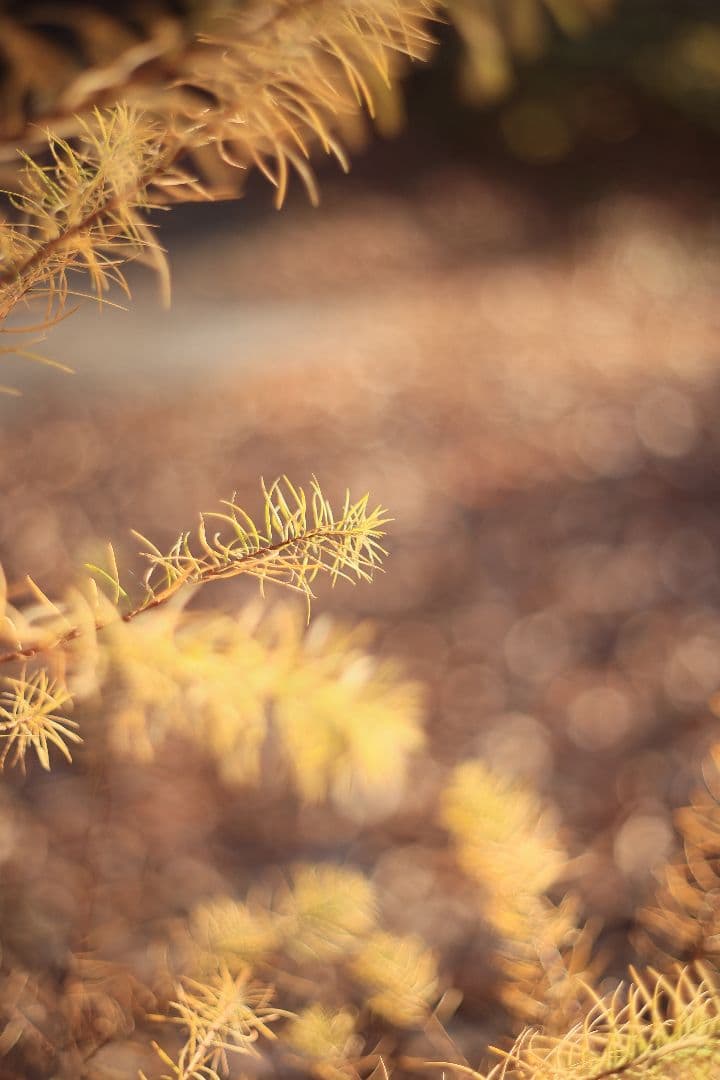 Super-Takumar 55mm F1.8 前期型 S/N：1138358
